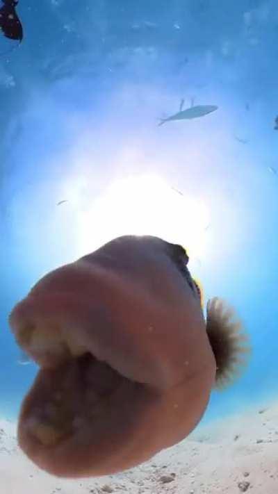 🔥 In the crystal clear water of the Maldives Sidey a local videographer encountered a 'triggered' Trigger Fish...They are known for fiercely defending their territories and, in particular, their eggs and nesting sites.