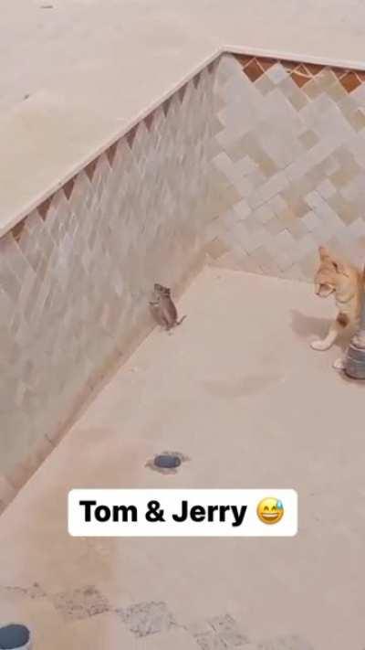 Tom and Jerry