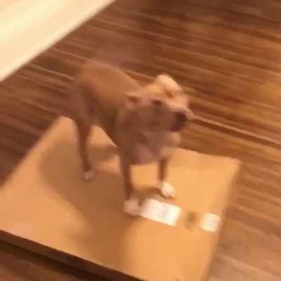 She thinks every package that arrives is for her