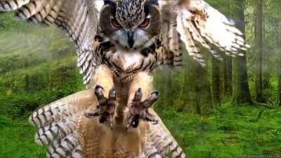 European Eagle Owl is Majestic