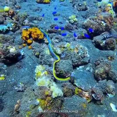 🔥 A beautiful adult male Ribbon Eel in open water, looking for a new home!!