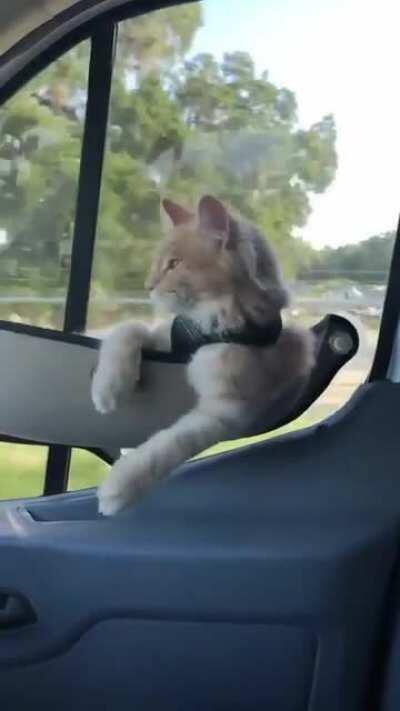 One cool laid back kitty ridin' along with his human