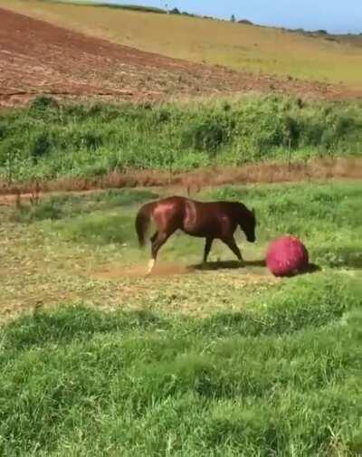 Horsing around with a ball