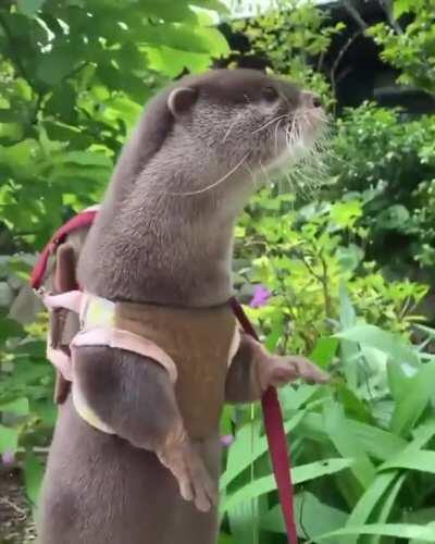 Little Otter with his toy stuffy to go