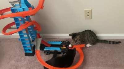 Kitty hot wheels zoomiessss