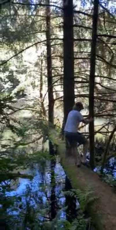 🔥 A tree that fell down in Spring Lake, WA and it’s branches became “trees”