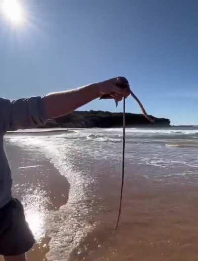 These beach worms