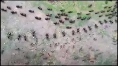 Truce between termites(top) and ants(bottom) with each side having their own line of guards.