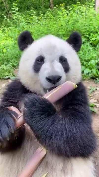 Panda eating Bamboo