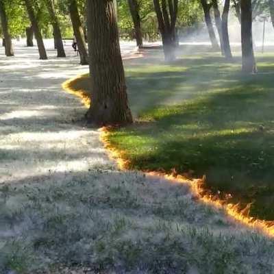 🔥 A carpet of poplar fluff burns to reveal the grass below at the Parque del Cidacos de Calahorra, Spain