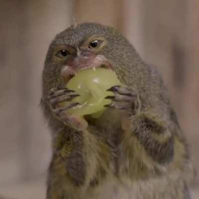 Marmosets snarfing down some grapes