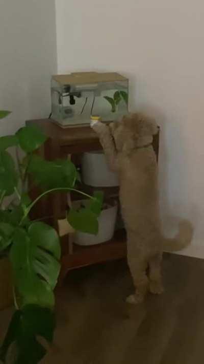 My moms dog found our fish and is eagerly waiting on it to play