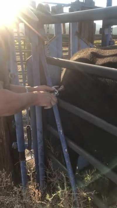 Pulling a foot-long piece of Elk antler out of a cow after a fight.