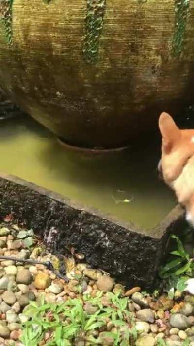 There's a shark in the fountain!