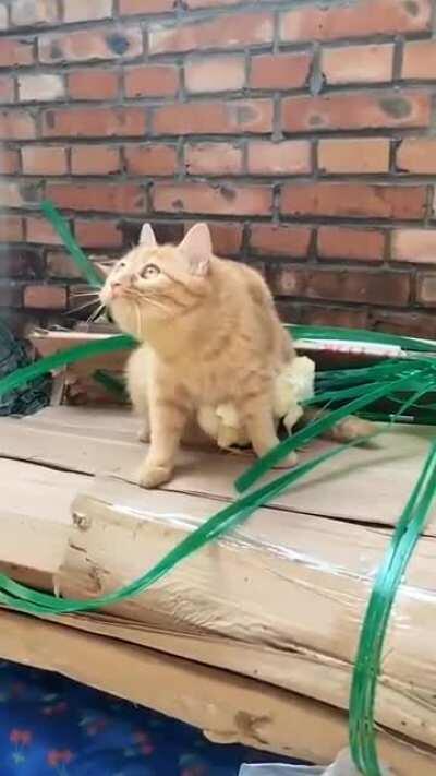 A cat who has become protective of her little chicks.