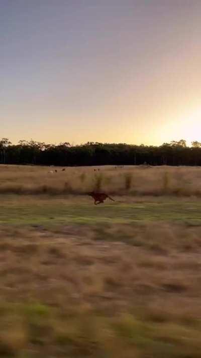 The Endurance of a Farm dog