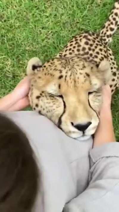 Ear rub