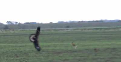 RABBIT JUMPS A EAGLE