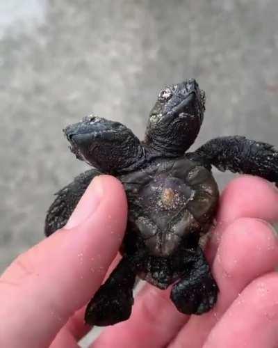 A tiny two-headed turt!