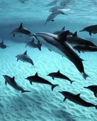 🔥 A pod of dolphins in the striking clear waters of Hawaii