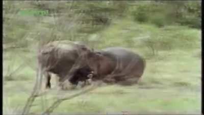 A Hippopotamus and a Cape Buffalo, two very large, aggressive and dangerous animals, face off