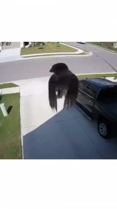 If birds are real explain this footage I caught on my porch cam