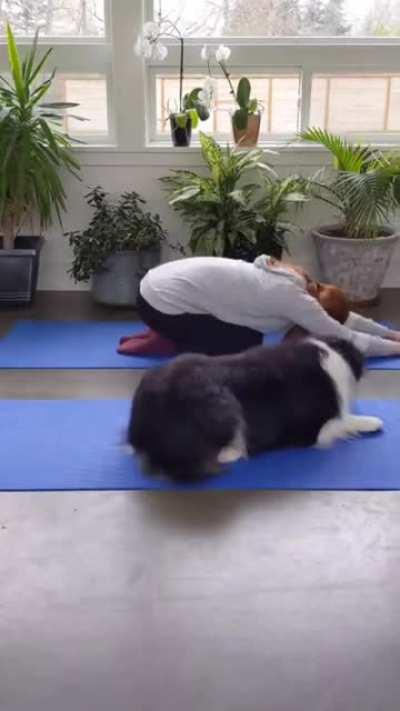 Cute yoga partner..