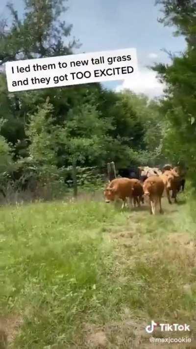 Just some cows excited for new tall grass.