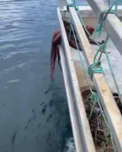 An octopus crawling through a crack that doesn’t even seem to exist