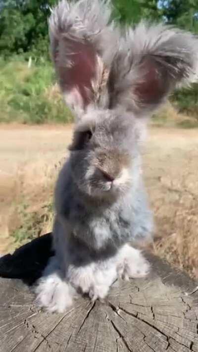 Fluffy and cute rabbit