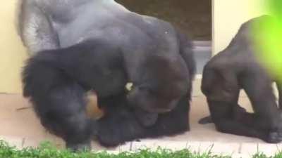 Silverback and his son, calmly observe a caterpillar