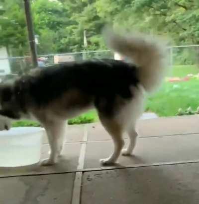 Trying to brush a husky