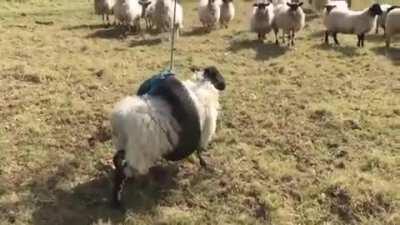 To free a sheep