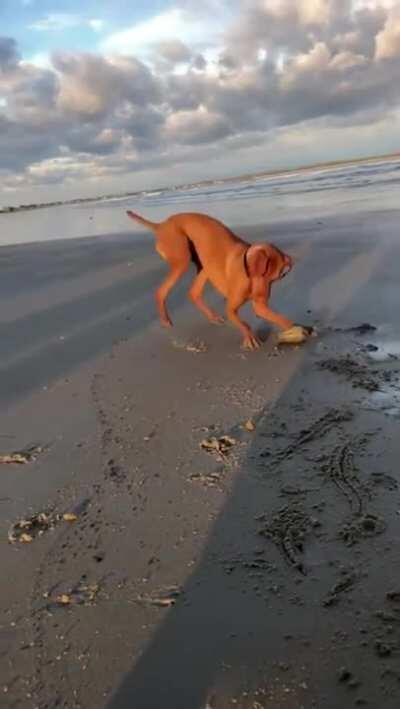 He Found A Clam, A CLAM!