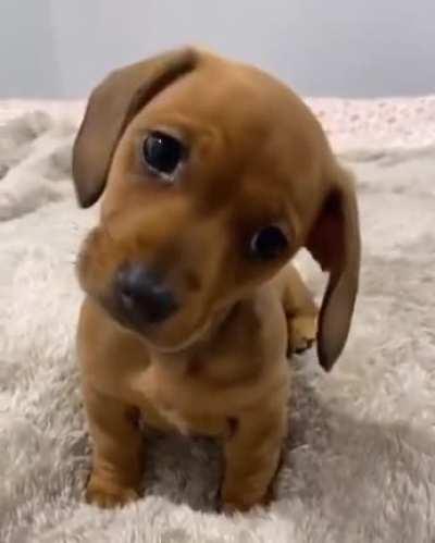 10 seconds of puppy head tilts.