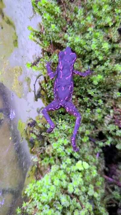 Purple Toads 