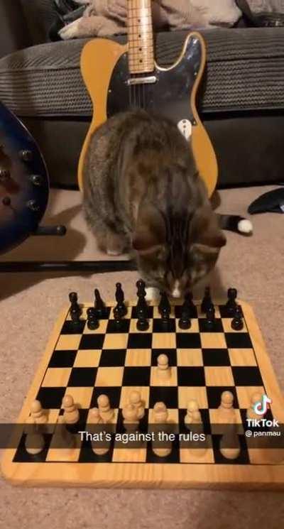 This cat is a chess gm