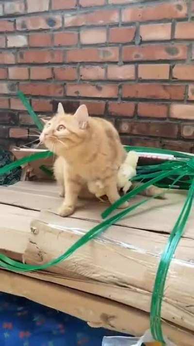 A cat protects chickens from a potential threat