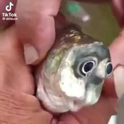 Goofy fish 