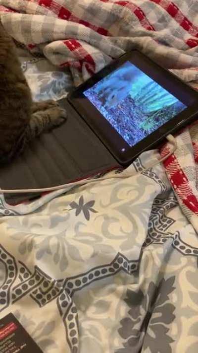 Putting a squirrel video on to entertain your cat