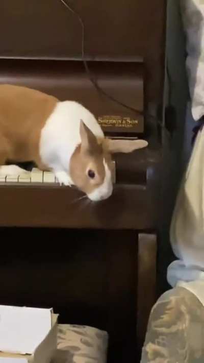 Pianist