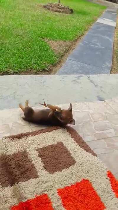 Puppy playing with a butterfly