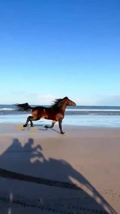 Something about seeing a horse running free makes me think of heaven.