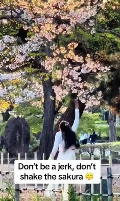 Influencers destroying Cherry Blossoms to capture the perfect Japanese aesthetic 🌸