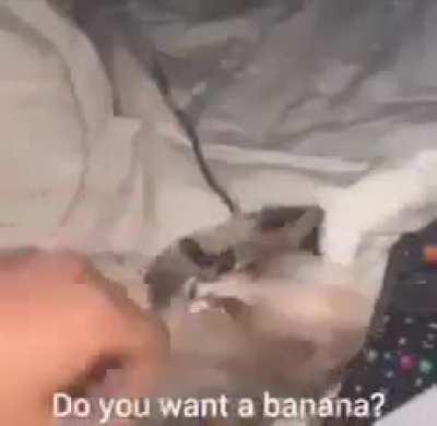 banan wunker