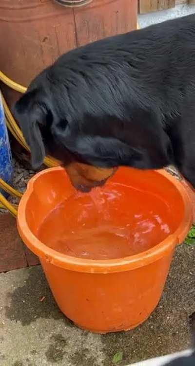 Now he’s munching water!!