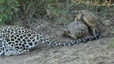 Mating tortoises interrupt hunting leopard