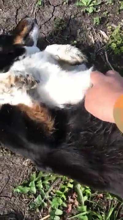 This dog always finds me on the job site and asks for belly rubs[OC]