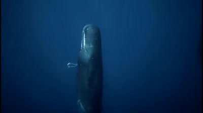 Swimming among sleeping Sperm Whales