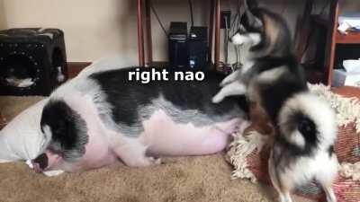 Pupper & Piggo